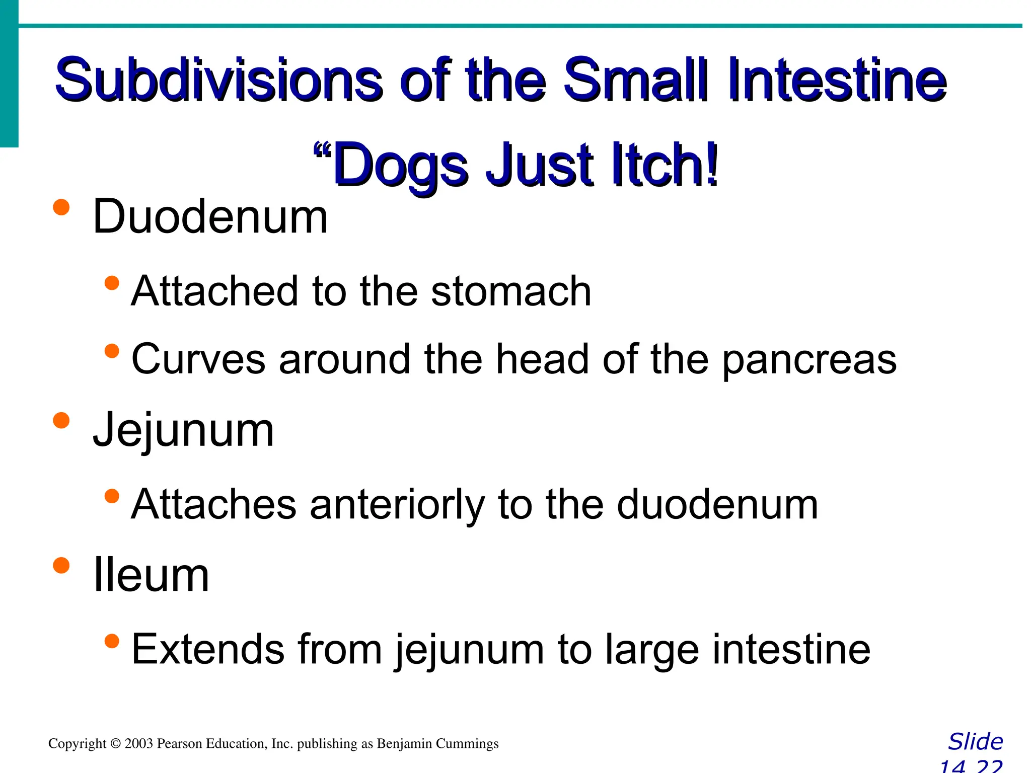 Subdivisions of the Small Intestine
Subdivisions of the Small Intestine
“
“Dogs Just Itch!
Dogs Just Itch!
Slide
Copyright © 2003 Pearson Education, Inc. publishing as Benjamin Cummings
 Duodenum
 Attached to the stomach
 Curves around the head of the pancreas
 Jejunum
 Attaches anteriorly to the duodenum
 Ileum
 Extends from jejunum to large intestine
 