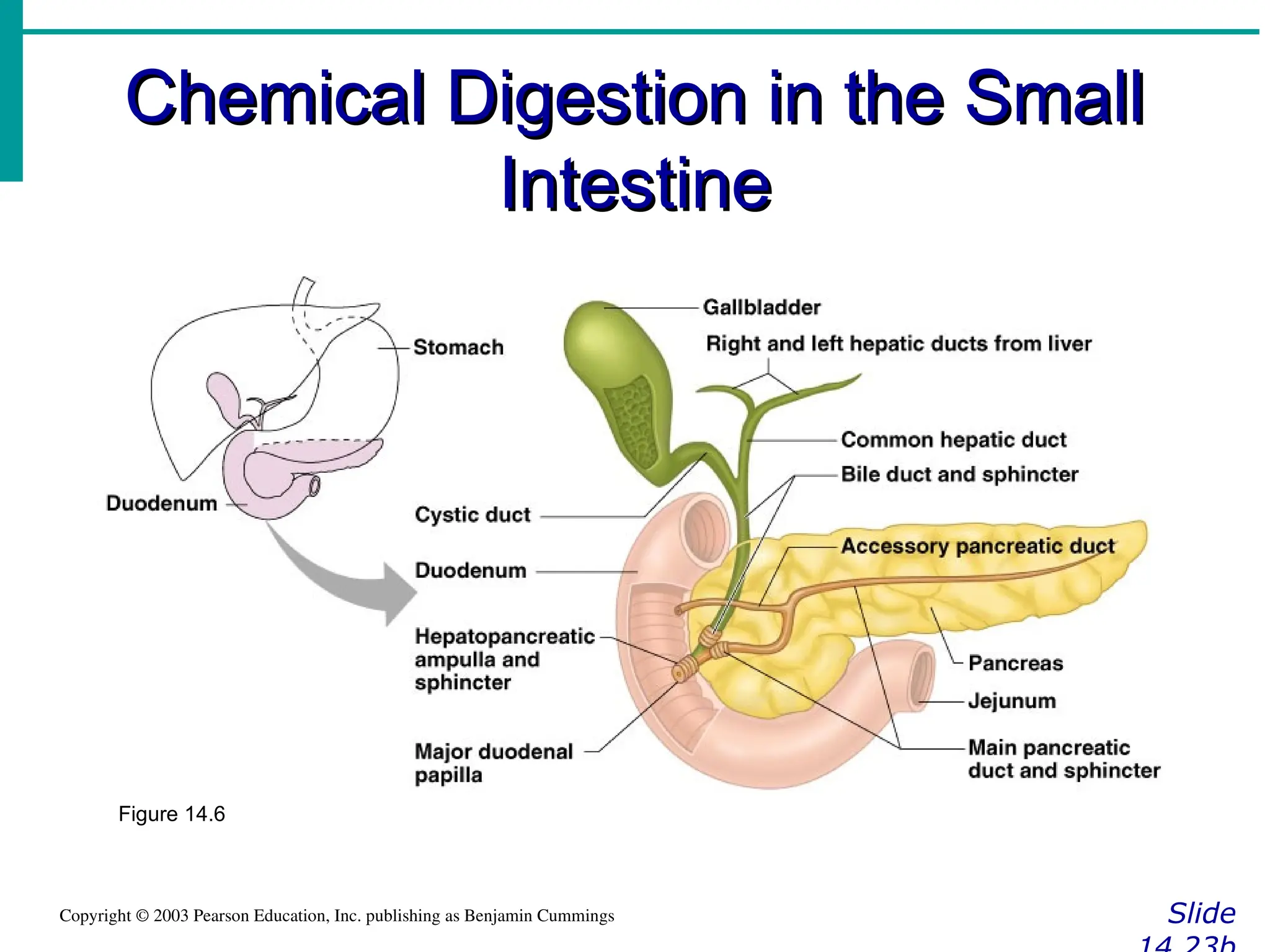 Chemical Digestion in the Small
Chemical Digestion in the Small
Intestine
Intestine
Slide
Copyright © 2003 Pearson Education, Inc. publishing as Benjamin Cummings
Figure 14.6
 