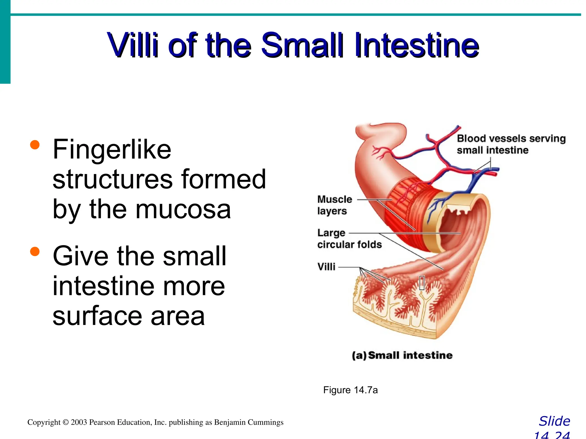 Villi of the Small Intestine
Villi of the Small Intestine
Slide
Copyright © 2003 Pearson Education, Inc. publishing as Benjamin Cummings
 Fingerlike
structures formed
by the mucosa
 Give the small
intestine more
surface area
Figure 14.7a
 