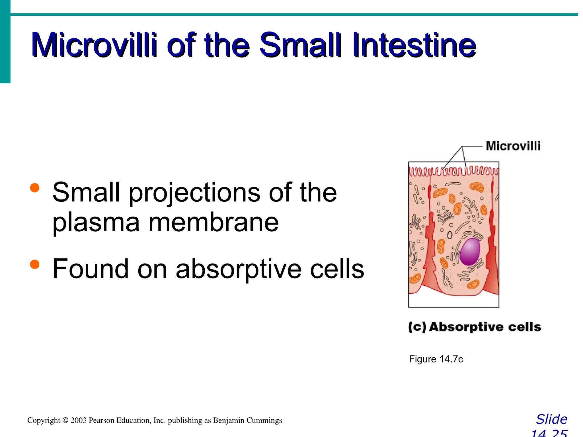 Microvilli of the Small Intestine
Microvilli of the Small Intestine
Slide
Copyright © 2003 Pearson Education, Inc. publishing as Benjamin Cummings
 Small projections of the
plasma membrane
 Found on absorptive cells
Figure 14.7c
 