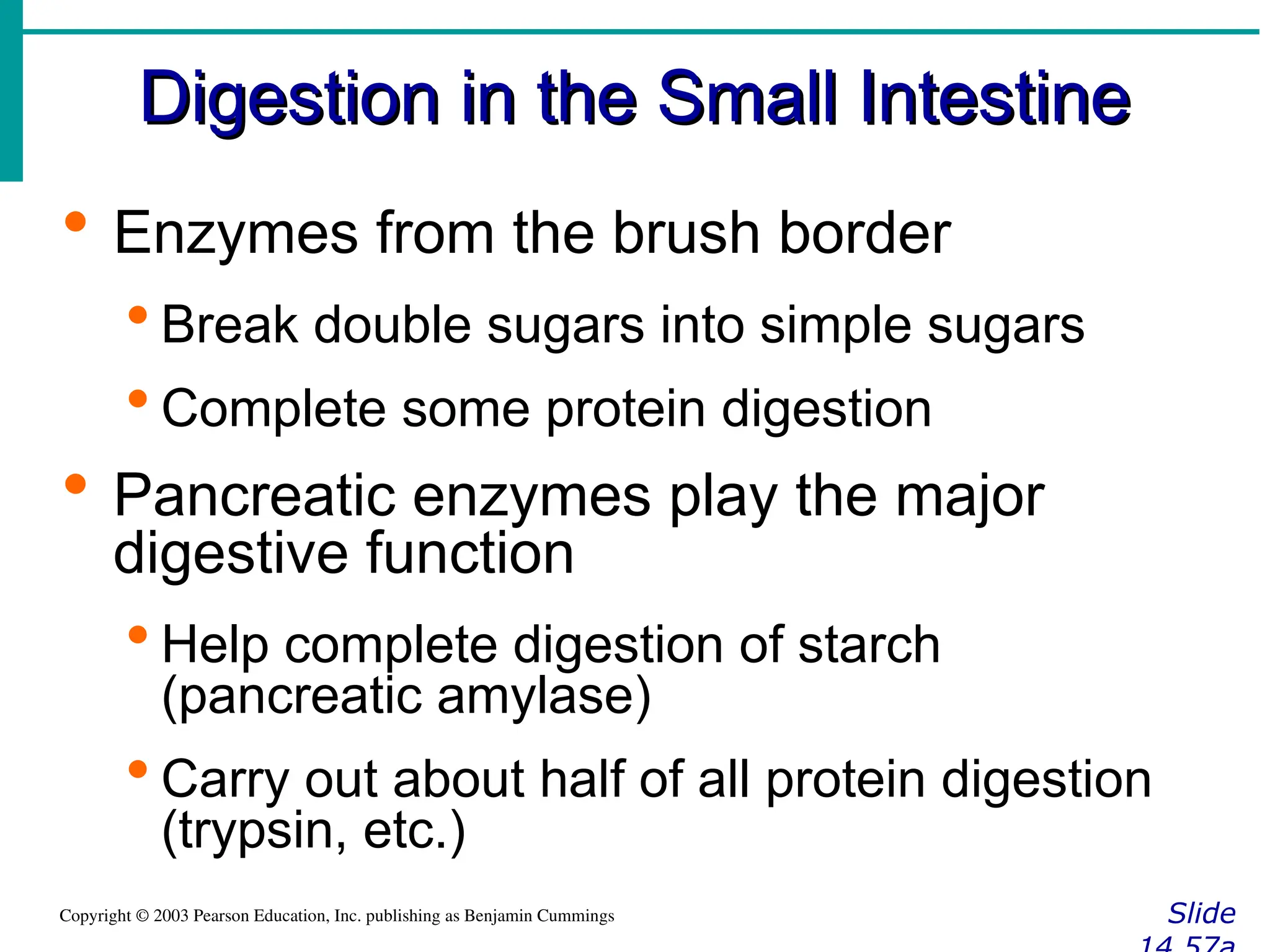 Digestion in the Small Intestine
Digestion in the Small Intestine
Slide
Copyright © 2003 Pearson Education, Inc. publishing as Benjamin Cummings
 Enzymes from the brush border
 Break double sugars into simple sugars
 Complete some protein digestion
 Pancreatic enzymes play the major
digestive function
 Help complete digestion of starch
(pancreatic amylase)
 Carry out about half of all protein digestion
(trypsin, etc.)
 