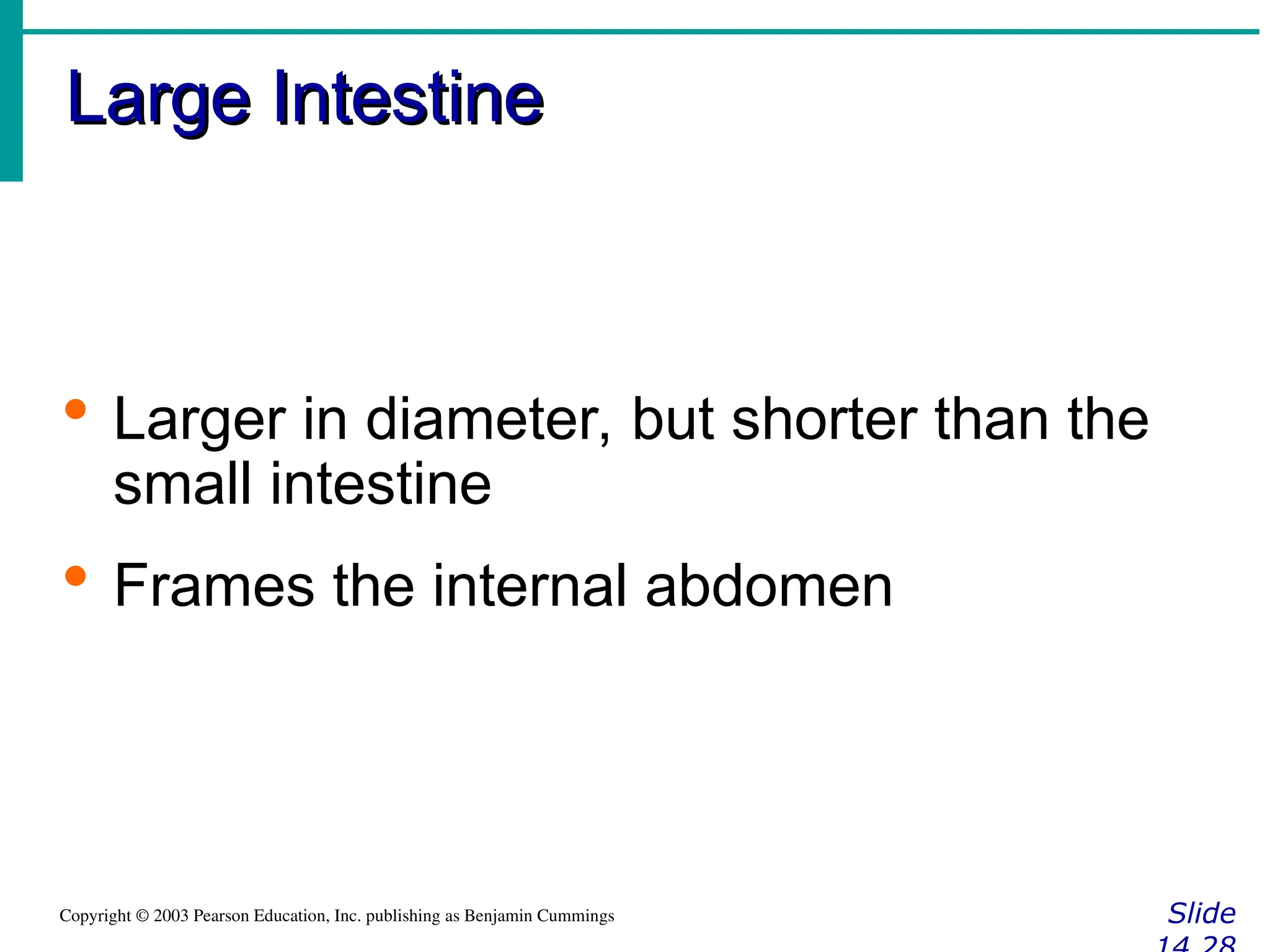 Large Intestine
Large Intestine
Slide
Copyright © 2003 Pearson Education, Inc. publishing as Benjamin Cummings
 Larger in diameter, but shorter than the
small intestine
 Frames the internal abdomen
 