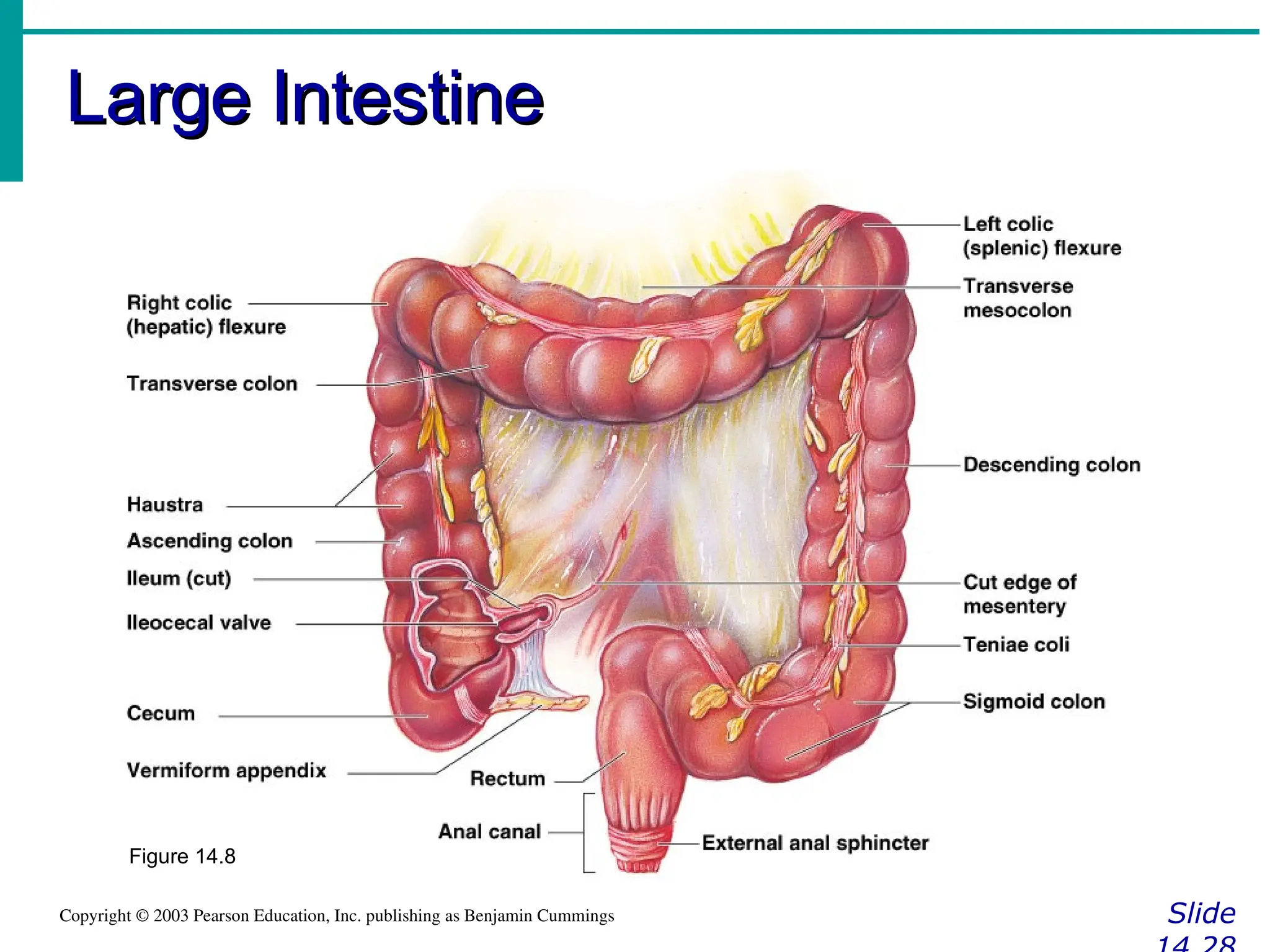 Large Intestine
Large Intestine
Slide
Copyright © 2003 Pearson Education, Inc. publishing as Benjamin Cummings
Figure 14.8
 