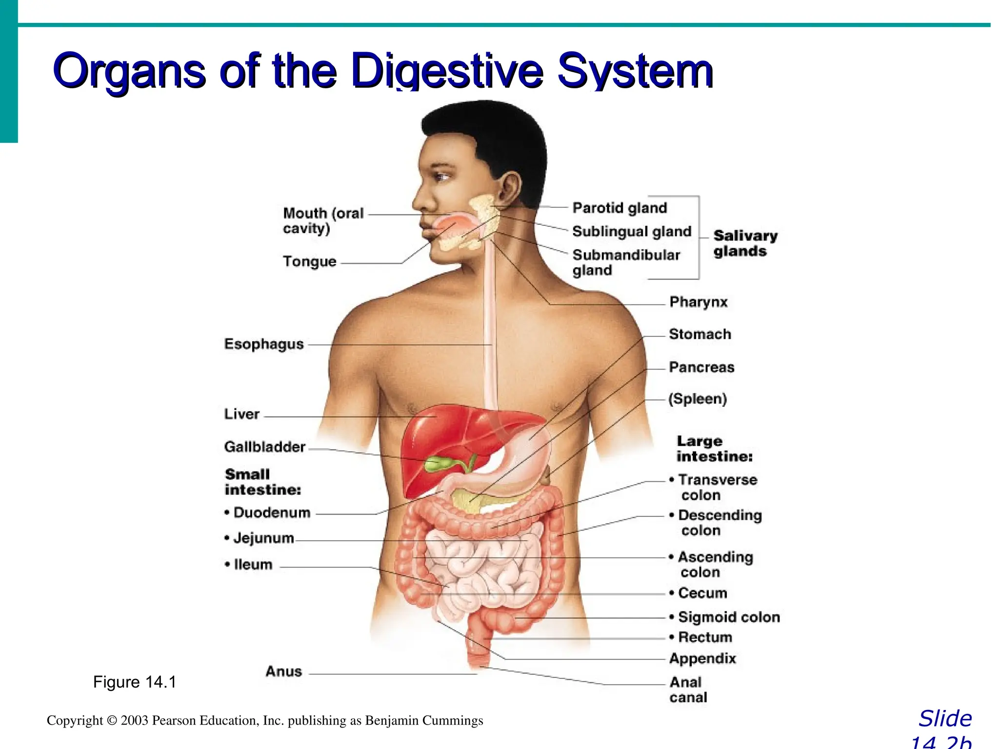 Organs of the Digestive System
Organs of the Digestive System
Slide
Copyright © 2003 Pearson Education, Inc. publishing as Benjamin Cummings
Figure 14.1
 