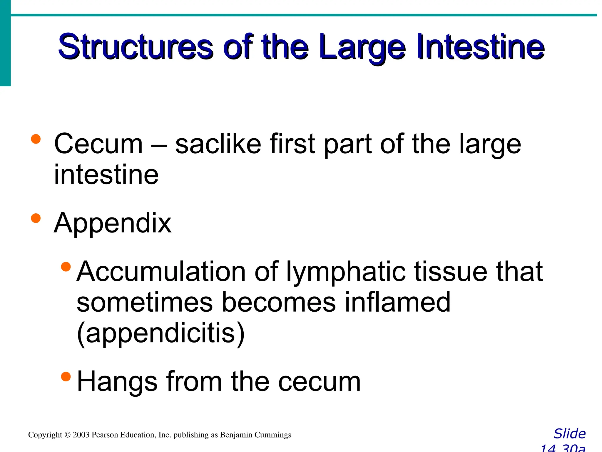 Structures of the Large Intestine
Structures of the Large Intestine
Slide
Copyright © 2003 Pearson Education, Inc. publishing as Benjamin Cummings
 Cecum – saclike first part of the large
intestine
 Appendix
Accumulation of lymphatic tissue that
sometimes becomes inflamed
(appendicitis)
Hangs from the cecum
 