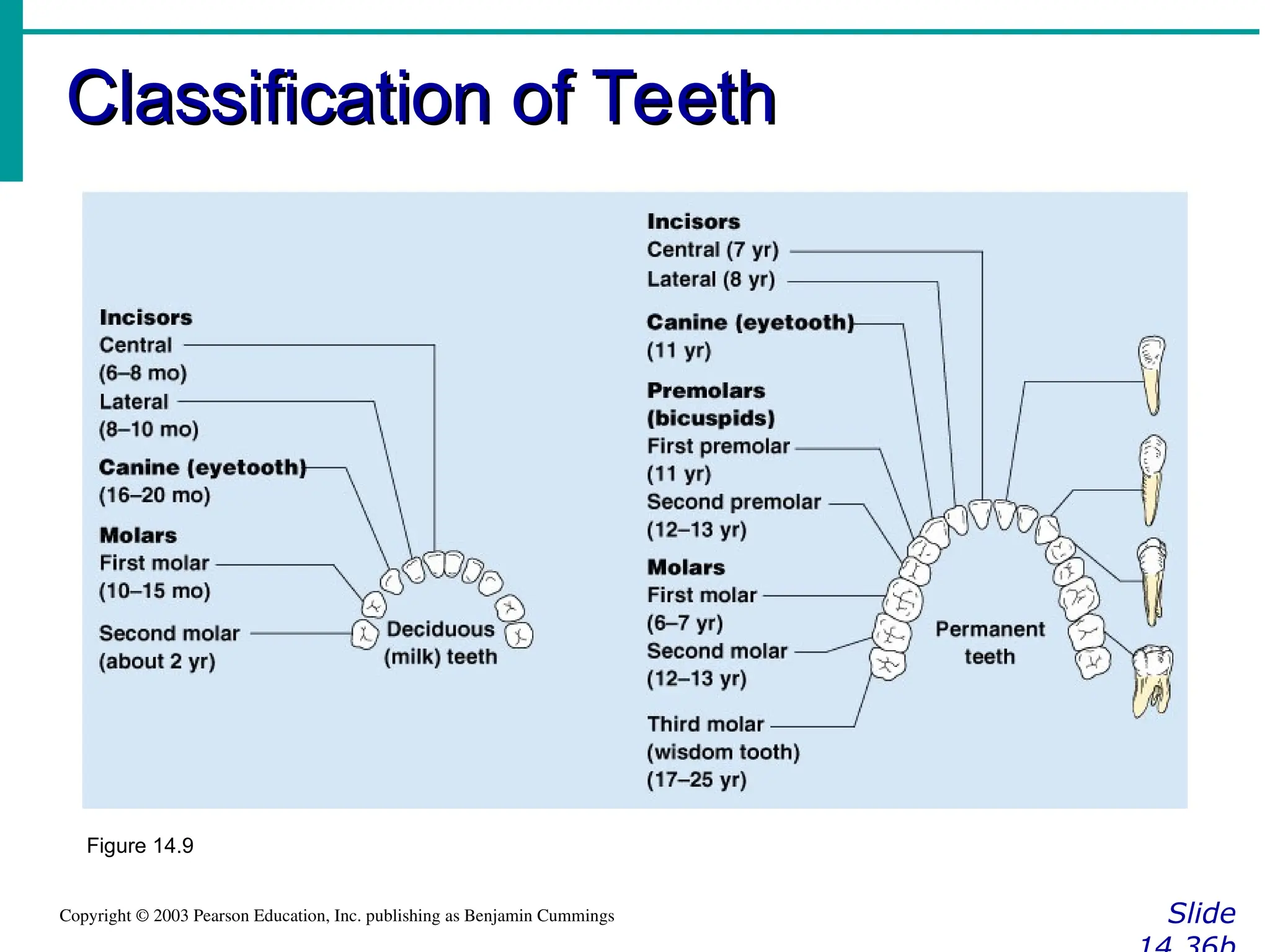 Classification of Teeth
Classification of Teeth
Slide
Copyright © 2003 Pearson Education, Inc. publishing as Benjamin Cummings
Figure 14.9
 