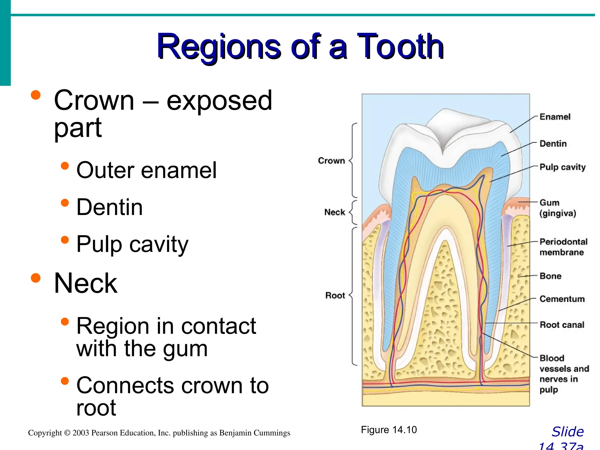 Regions of a Tooth
Regions of a Tooth
Slide
Copyright © 2003 Pearson Education, Inc. publishing as Benjamin Cummings
 Crown – exposed
part
 Outer enamel
 Dentin
 Pulp cavity
 Neck
 Region in contact
with the gum
 Connects crown to
root
Figure 14.10
 