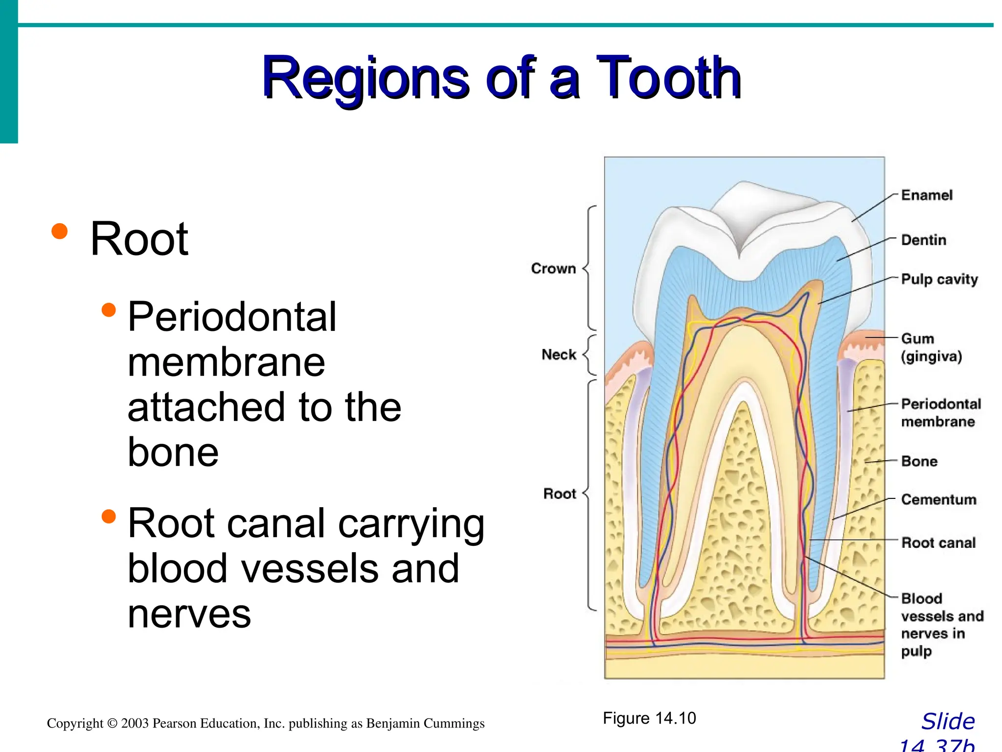 Regions of a Tooth
Regions of a Tooth
Slide
Copyright © 2003 Pearson Education, Inc. publishing as Benjamin Cummings
 Root
 Periodontal
membrane
attached to the
bone
 Root canal carrying
blood vessels and
nerves
Figure 14.10
 