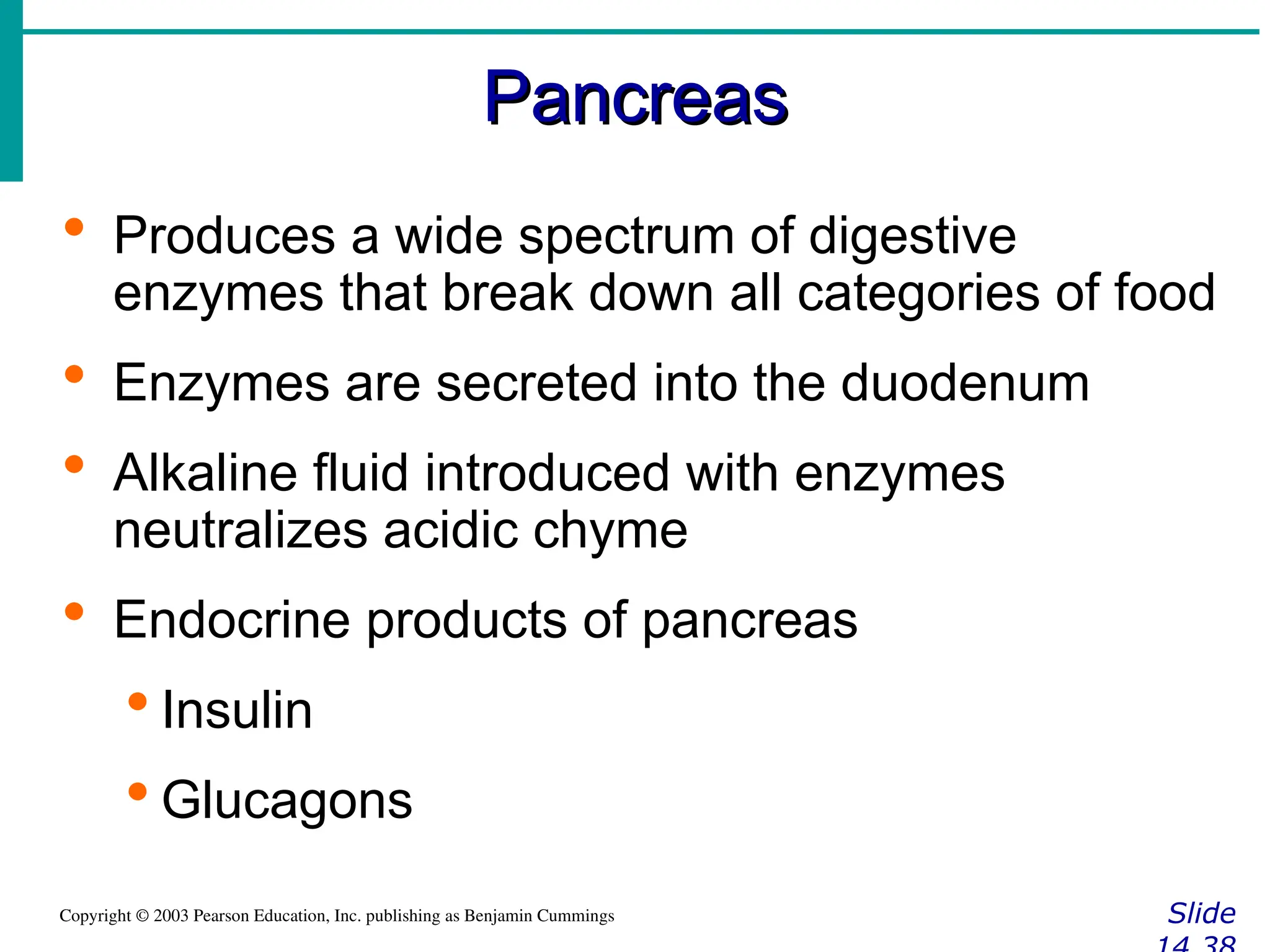 Pancreas
Pancreas
Slide
Copyright © 2003 Pearson Education, Inc. publishing as Benjamin Cummings
 Produces a wide spectrum of digestive
enzymes that break down all categories of food
 Enzymes are secreted into the duodenum
 Alkaline fluid introduced with enzymes
neutralizes acidic chyme
 Endocrine products of pancreas
 Insulin
 Glucagons
 