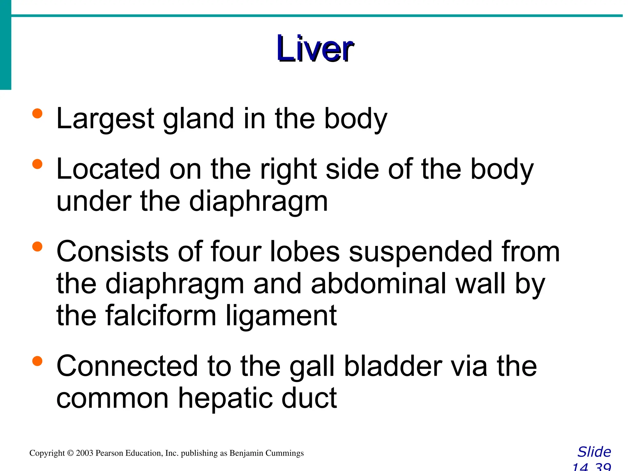 Liver
Liver
Slide
Copyright © 2003 Pearson Education, Inc. publishing as Benjamin Cummings
 Largest gland in the body
 Located on the right side of the body
under the diaphragm
 Consists of four lobes suspended from
the diaphragm and abdominal wall by
the falciform ligament
 Connected to the gall bladder via the
common hepatic duct
 