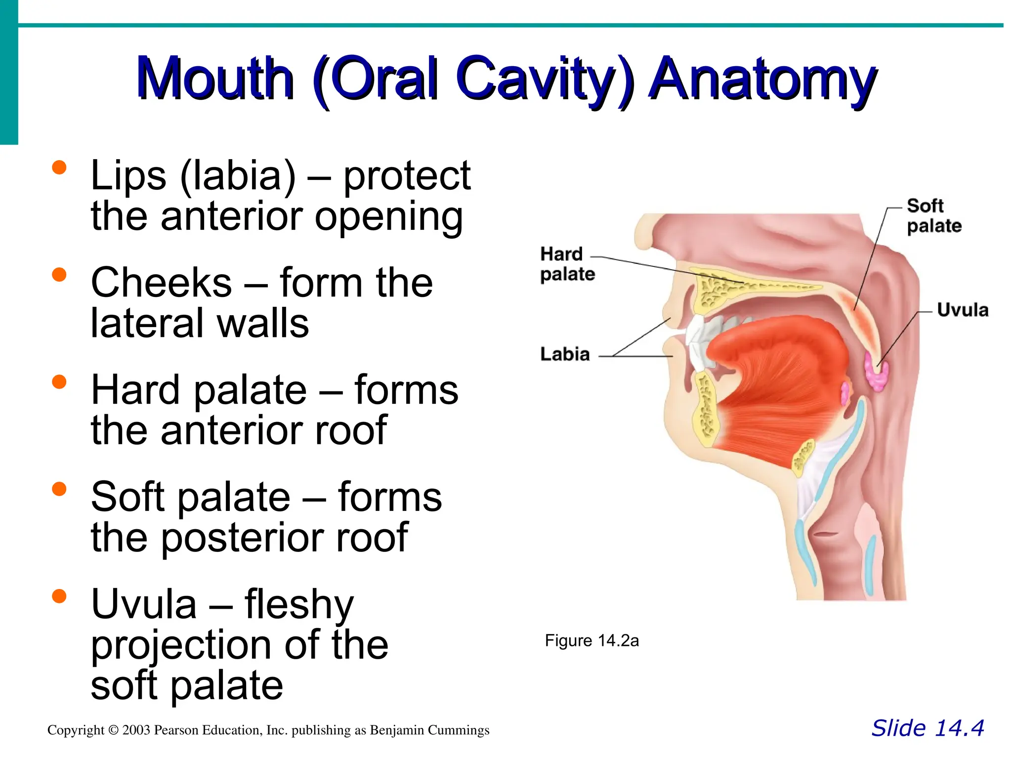Mouth (Oral Cavity) Anatomy
Mouth (Oral Cavity) Anatomy
Slide 14.4
Copyright © 2003 Pearson Education, Inc. publishing as Benjamin Cummings
 Lips (labia) – protect
the anterior opening
 Cheeks – form the
lateral walls
 Hard palate – forms
the anterior roof
 Soft palate – forms
the posterior roof
 Uvula – fleshy
projection of the
soft palate
Figure 14.2a
 