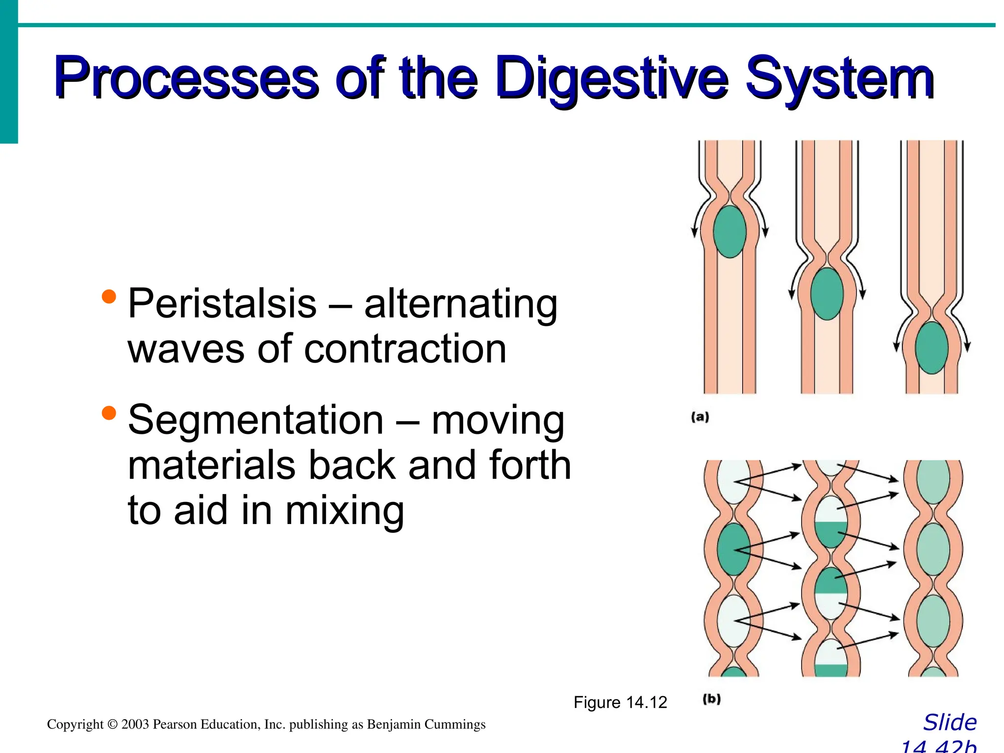 Processes of the Digestive System
Processes of the Digestive System
Slide
Copyright © 2003 Pearson Education, Inc. publishing as Benjamin Cummings
 Peristalsis – alternating
waves of contraction
 Segmentation – moving
materials back and forth
to aid in mixing
Figure 14.12
 