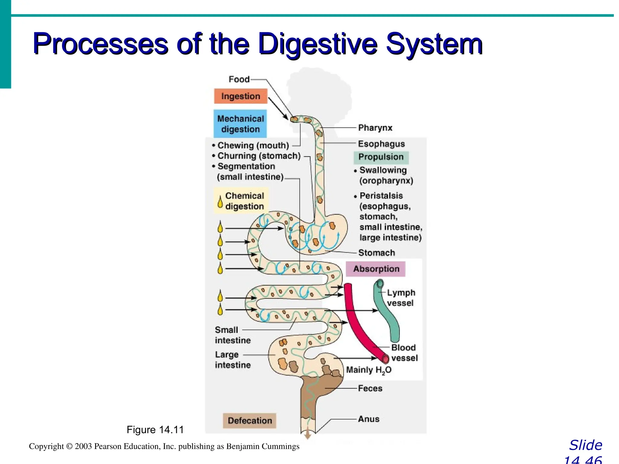 Processes of the Digestive System
Processes of the Digestive System
Slide
Copyright © 2003 Pearson Education, Inc. publishing as Benjamin Cummings
Figure 14.11
 