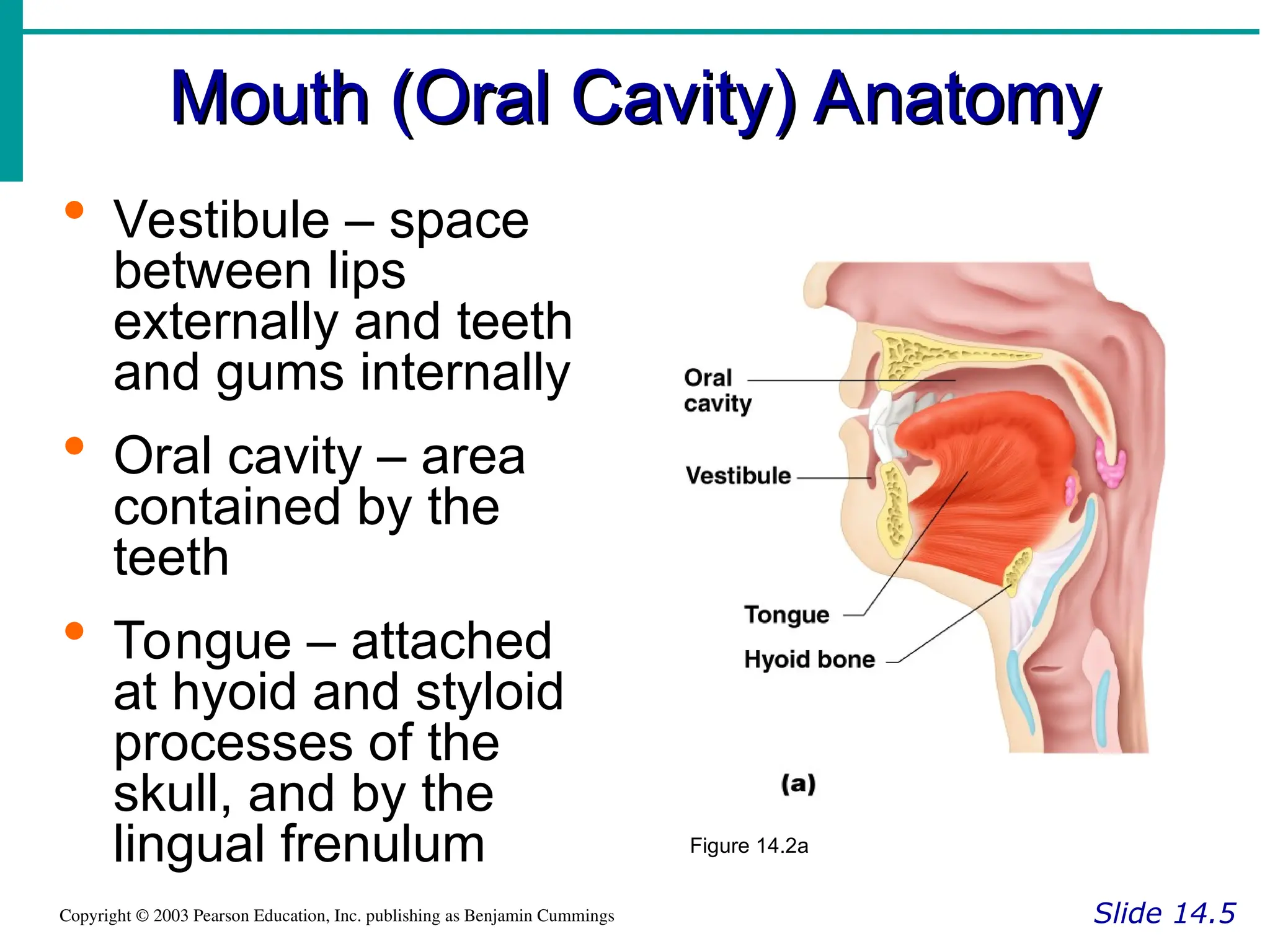 Mouth (Oral Cavity) Anatomy
Mouth (Oral Cavity) Anatomy
Slide 14.5
Copyright © 2003 Pearson Education, Inc. publishing as Benjamin Cummings
 Vestibule – space
between lips
externally and teeth
and gums internally
 Oral cavity – area
contained by the
teeth
 Tongue – attached
at hyoid and styloid
processes of the
skull, and by the
lingual frenulum Figure 14.2a
 