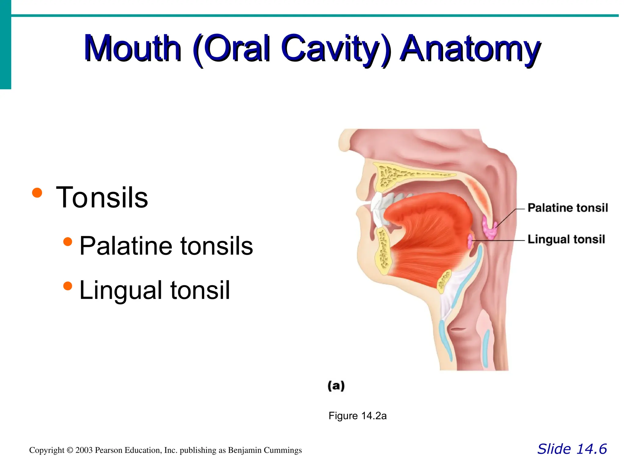 Mouth (Oral Cavity) Anatomy
Mouth (Oral Cavity) Anatomy
Slide 14.6
Copyright © 2003 Pearson Education, Inc. publishing as Benjamin Cummings
 Tonsils
 Palatine tonsils
 Lingual tonsil
Figure 14.2a
 