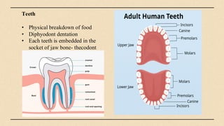 concept of Digestion and absorption.pdf