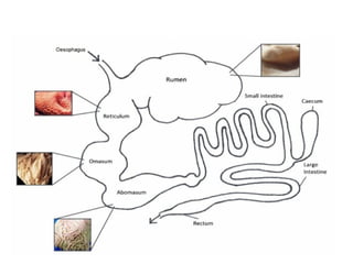 Comprehensive Overview of Animal Digestion and Nutrient Absorption ...