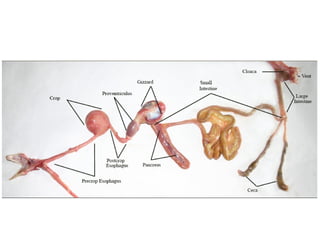Comprehensive Overview of Animal Digestion and Nutrient Absorption ...
