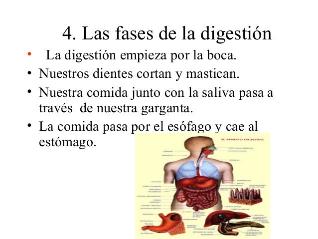 Digestion.4b