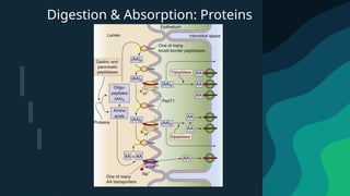 Comprehensive Overview of Digestion and Nutrient Absorption in the ...