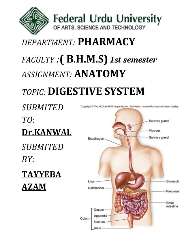 Digestive system