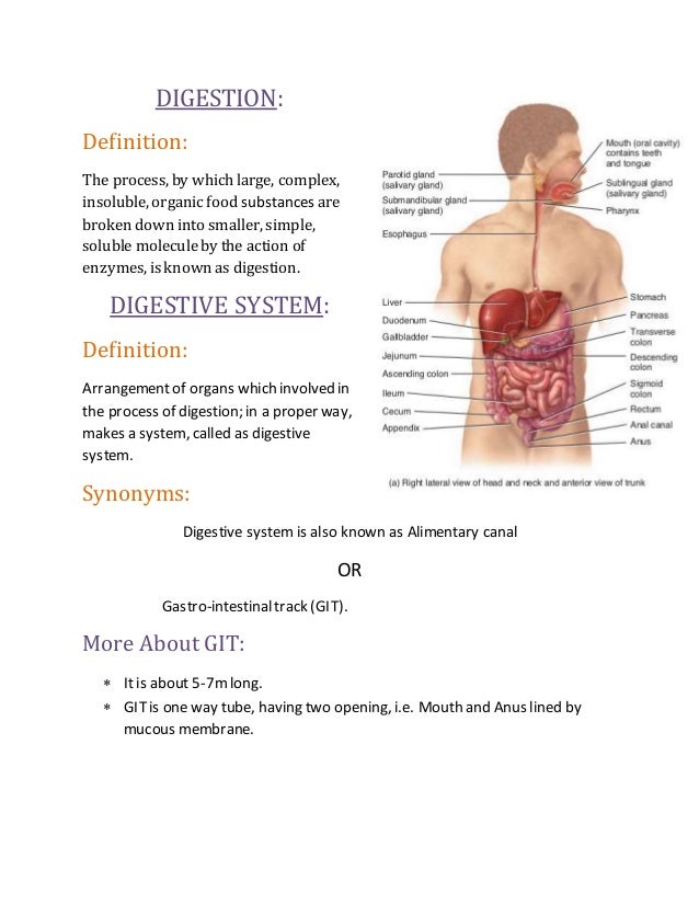 Digestive system