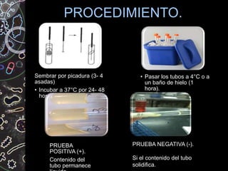 PROCEDIMIENTO.
Sembrar por picadura (3- 4
asadas)
• Incubar a 37°C por 24- 48
horas.
• Pasar los tubos a 4°C o a
un baño de hielo (1
hora).
PRUEBA
POSITIVA (+).
Contenido del
tubo permanece
PRUEBA NEGATIVA (-).
Si el contenido del tubo
solidifica.
 