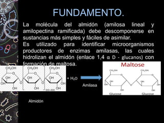 FUNDAMENTO.
La molécula del almidón (amilosa lineal y
amilopectina ramificada) debe descomponerse en
sustancias más simples y fáciles de asimilar.
Es utilizado para identificar microorganismos
productores de enzimas amilasas, las cuales
hidrolizan el almidón (enlace 1,4 α D - glucanos) con
formación de maltosa.
Almidón
Amilasa
+ H₂O
 