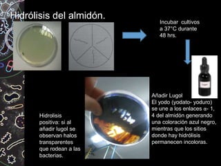 Hidrólisis del almidón.
Incubar cultivos
a 37°C durante
48 hrs.
Añadir Lugol
El yodo (yodato- yoduro)
se une a los enlaces α- 1,
4 del almidón generando
una coloración azul negro,
mientras que los sitios
donde hay hidrólisis
permanecen incoloras.
Hidrolisis
positiva: si al
añadir lugol se
observan halos
transparentes
que rodean a las
bacterias.
 