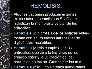 HEMÓLISIS.
 Algunas bacterias producen enzimas
extracelulares hemolisinas S y O que
hidrolizan la membrana celular de los
eritrocitos.
 Hemolisis α: hidrolisis de los enlaces éster-
fosfato con acumulación intracelular de
diglicéridos insolubles.
 Hemolisis β: lisis completa de los
eritrocitos, debido a la hidrólisis de los
enlaces éster y la utilización de los
productos de los ac. Grasos por los m.o.
 Hemolisis γ: MO no sintetiza hemolisinas.
 