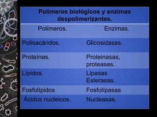 Polímeros biológicos y enzimas
despolimerizantes.
Polímeros. Enzimas.
Polisacáridos. Glicosidasas.
Proteínas. Proteinasas,
proteasas.
Lípidos. Lipasas
Esterasas.
Fosfolípidos Fosfolípasas
Ácidos nucleicos. Nucleasas.
 