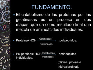 FUNDAMENTO.
 El catabolismo de las proteínas por las
gelatinasas es un proceso en dos
etapas, que da como resultado final una
mezcla de aminoácidos individuales.
 Proteína+HOH polipéptidos.
 Polipéptidos+HOH aminoácidos
individuales.
(glicina, prolina e
hidroxiprolina).
Gelatinasas.
Proteinasas.
Gelatinasas.
Peptidasas.
 