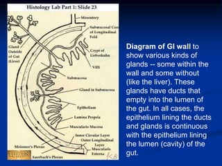 Diagram of GI wall to
show various kinds of
glands -- some within the
wall and some without
(like the liver). These
glands have ducts that
empty into the lumen of
the gut. In all cases, the
epithelium lining the ducts
and glands is continuous
with the epithelium lining
the lumen (cavity) of the
gut.
 