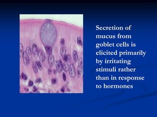 Secretion of
mucus from
goblet cells is
elicited primarily
by irritating
stimuli rather
than in response
to hormones
 