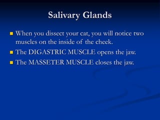 Salivary Glands
 When you dissect your cat, you will notice two
muscles on the inside of the cheek.
 The DIGASTRIC MUSCLE opens the jaw.
 The MASSETER MUSCLE closes the jaw.
 