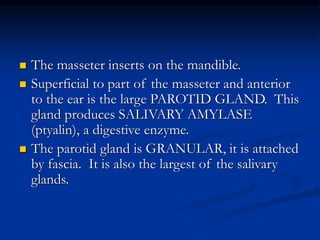  The masseter inserts on the mandible.
 Superficial to part of the masseter and anterior
to the ear is the large PAROTID GLAND. This
gland produces SALIVARY AMYLASE
(ptyalin), a digestive enzyme.
 The parotid gland is GRANULAR, it is attached
by fascia. It is also the largest of the salivary
glands.
 