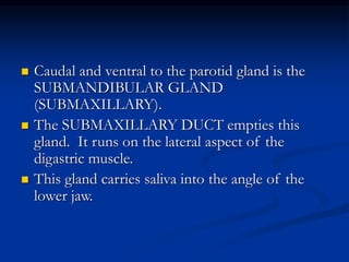  Caudal and ventral to the parotid gland is the
SUBMANDIBULAR GLAND
(SUBMAXILLARY).
 The SUBMAXILLARY DUCT empties this
gland. It runs on the lateral aspect of the
digastric muscle.
 This gland carries saliva into the angle of the
lower jaw.
 