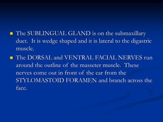  The SUBLINGUAL GLAND is on the submaxillary
duct. It is wedge shaped and it is lateral to the digastric
muscle.
 The DORSAL and VENTRAL FACIAL NERVES run
around the outline of the masseter muscle. These
nerves come out in front of the ear from the
STYLOMASTOID FORAMEN and branch across the
face.
 