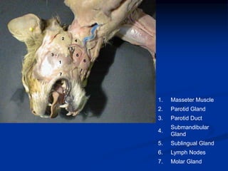 1. Masseter Muscle
2. Parotid Gland
3. Parotid Duct
4.
Submandibular
Gland
5. Sublingual Gland
6. Lymph Nodes
7. Molar Gland
 