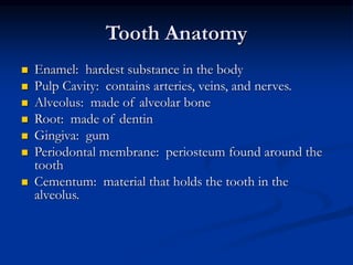 Tooth Anatomy
 Enamel: hardest substance in the body
 Pulp Cavity: contains arteries, veins, and nerves.
 Alveolus: made of alveolar bone
 Root: made of dentin
 Gingiva: gum
 Periodontal membrane: periosteum found around the
tooth
 Cementum: material that holds the tooth in the
alveolus.
 