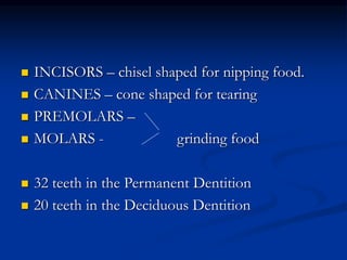  INCISORS – chisel shaped for nipping food.
 CANINES – cone shaped for tearing
 PREMOLARS –
 MOLARS - grinding food
 32 teeth in the Permanent Dentition
 20 teeth in the Deciduous Dentition
 