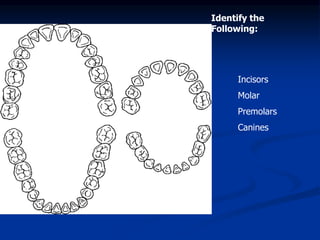 Identify the
Following:
Incisors
Molar
Premolars
Canines
 