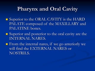 Pharynx and Oral Cavity
 Superior to the ORAL CAVITY is the HARD
PALATE composed of the MAXILLARY and
PALATINE bones.
 Superior and posterior to the oral cavity are the
INTERNAL NARES.
 From the internal nares, if we go anteriorly we
will find the EXTERNAL NARES or
NOSTRILS.
 