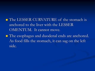  The LESSER CURVATURE of the stomach is
anchored to the liver with the LESSER
OMENTUM. It cannot move.
 The esophagus and duodenal ends are anchored.
As food fills the stomach, it can sag on the left
side.
 