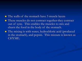  The walls of the stomach have 3 muscle layers
 These muscles do not contract together-they contract
out of sync. This enables the muscles to mix and
churn the food in the body of the stomach.
 The mixing is with water, hydrochloric acid (produced
in the stomach), and pepsin. This mixture is known as
CHYME.
 