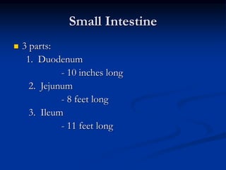 Small Intestine
 3 parts:
1. Duodenum
- 10 inches long
2. Jejunum
- 8 feet long
3. Ileum
- 11 feet long
 