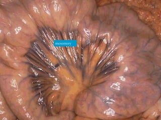 mesentery
 