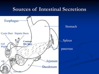 Sources of Intestinal Secretions
Stomach
Spleen
pancreas
Duodenum
Jejunum
Esophagus
Cystic Duct Hepatic Ducts
Common
Bile Duct
Gall
Bladder
villi
microvilli
 