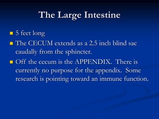 The Large Intestine
 5 feet long
 The CECUM extends as a 2.5 inch blind sac
caudally from the sphincter.
 Off the cecum is the APPENDIX. There is
currently no purpose for the appendix. Some
research is pointing toward an immune function.
 