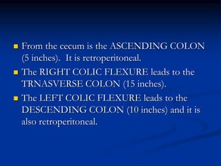  From the cecum is the ASCENDING COLON
(5 inches). It is retroperitoneal.
 The RIGHT COLIC FLEXURE leads to the
TRNASVERSE COLON (15 inches).
 The LEFT COLIC FLEXURE leads to the
DESCENDING COLON (10 inches) and it is
also retroperitoneal.
 